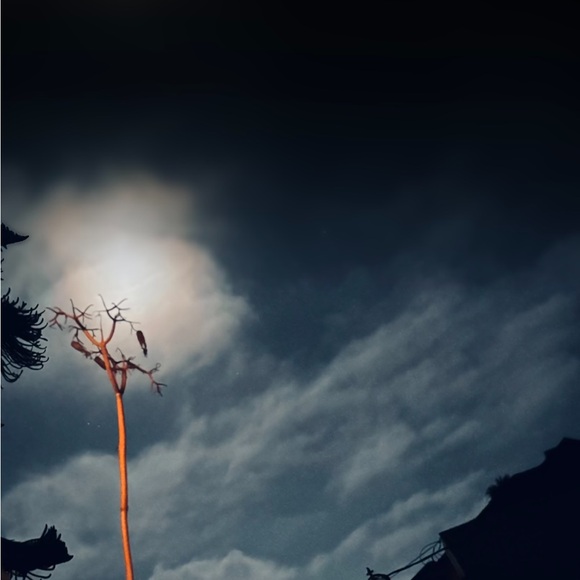 Stuff you didn't know you couldn't live without… - Picture 8 of 14